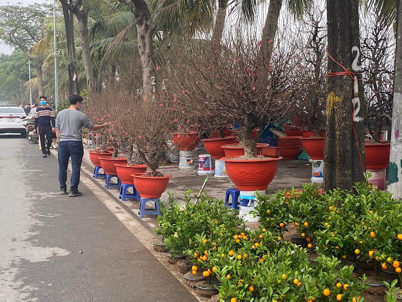 Quất bonsai nhỏ, quất mini hút khách mua chơi Tết 