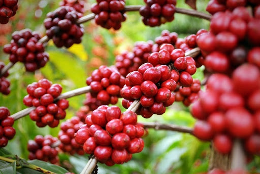 Đà giảm của thị trường Robusta sẽ chưa dừng lại 