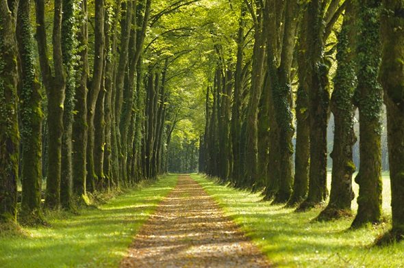 Đầu tư Cao su Đắk Lắk (DRI) Lợi nhuận ròng quý 42021 đi lùi