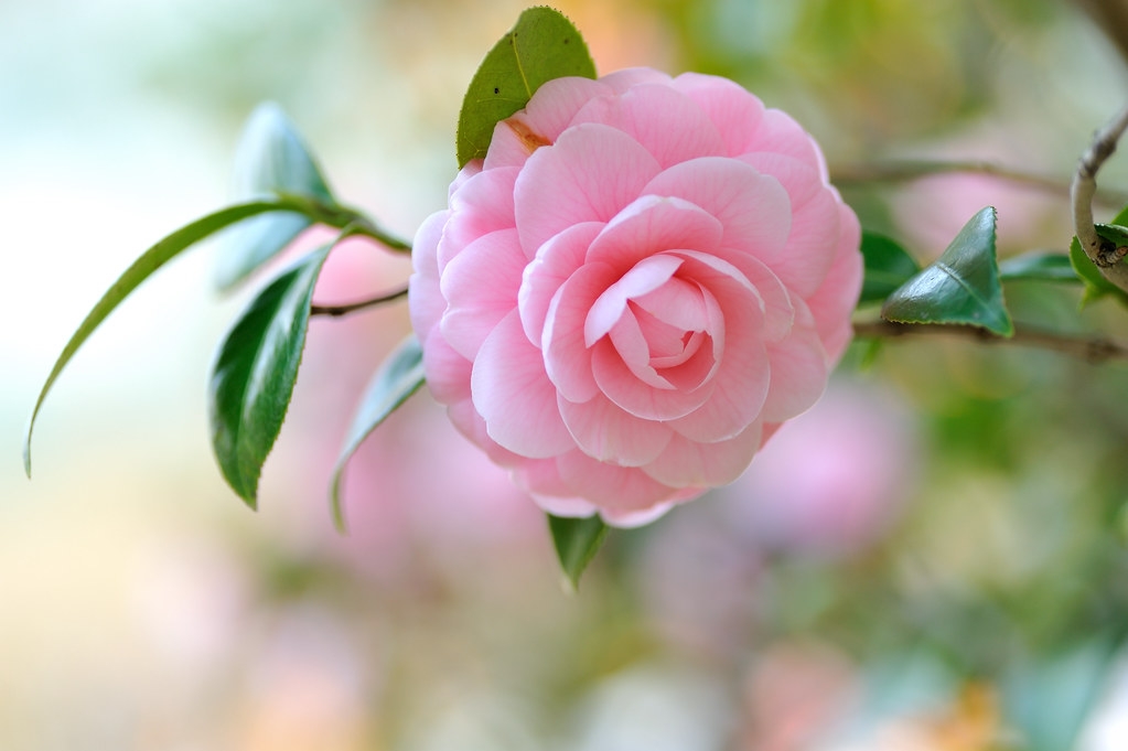 Tử vi ngày 2112022 Tuổi Thìn nguồn thu đáng kể tuổi Dần hao hụt tiền bạc