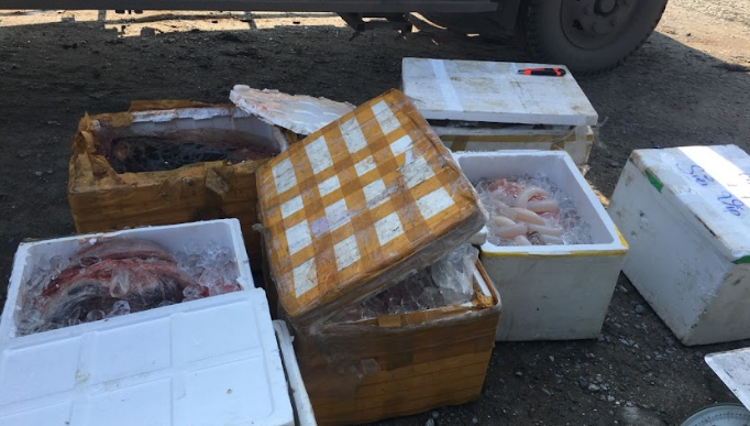 Phú Thọ Phát hiện hơn 200 kg nội tạng động vật không rõ nguồn gốc đang trên đường đi tiêu thụ