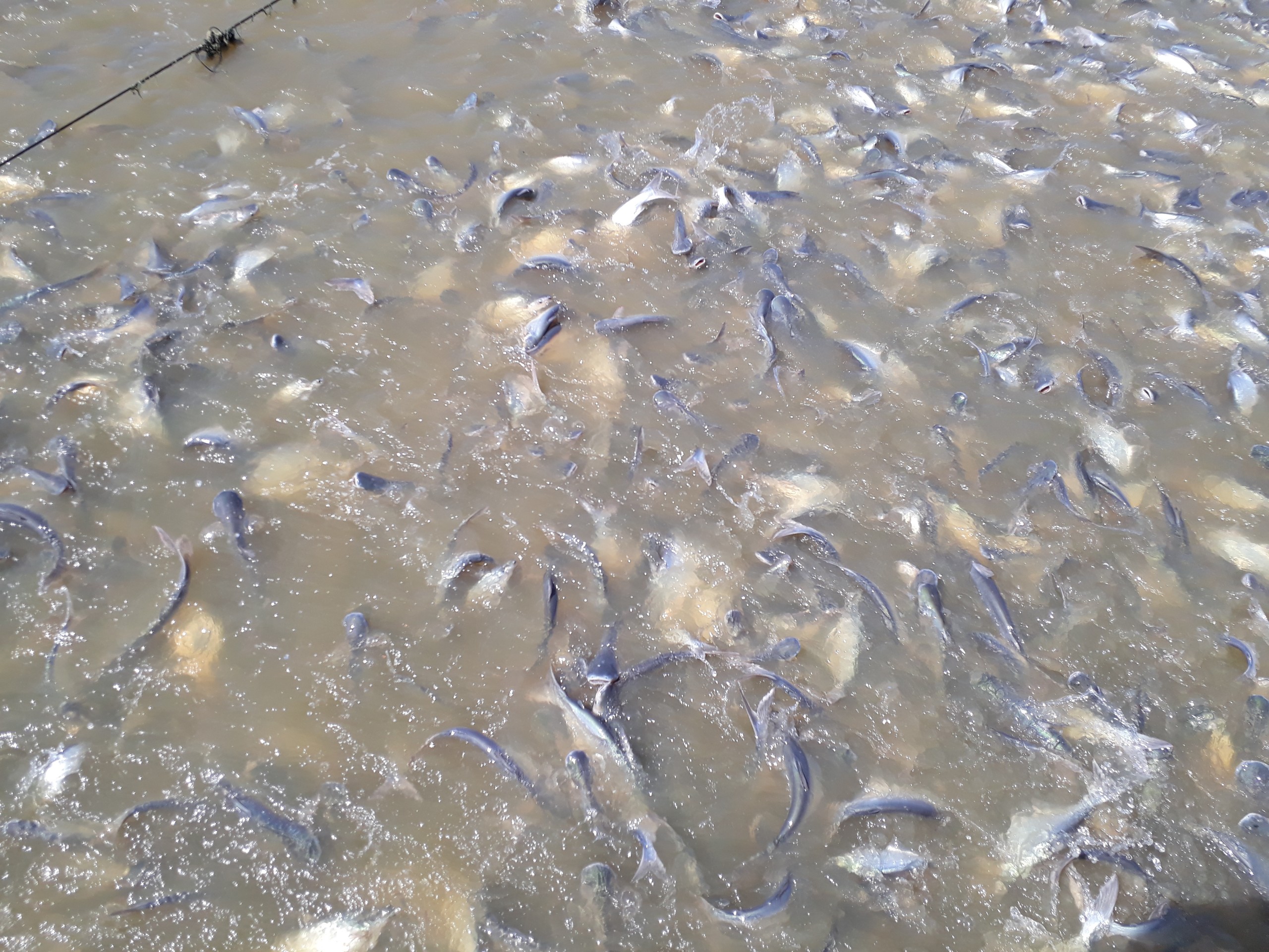 Xuất khẩu cá tra sang thị trường Trung Quốc tăng mạnh dịp cuối năm 2021