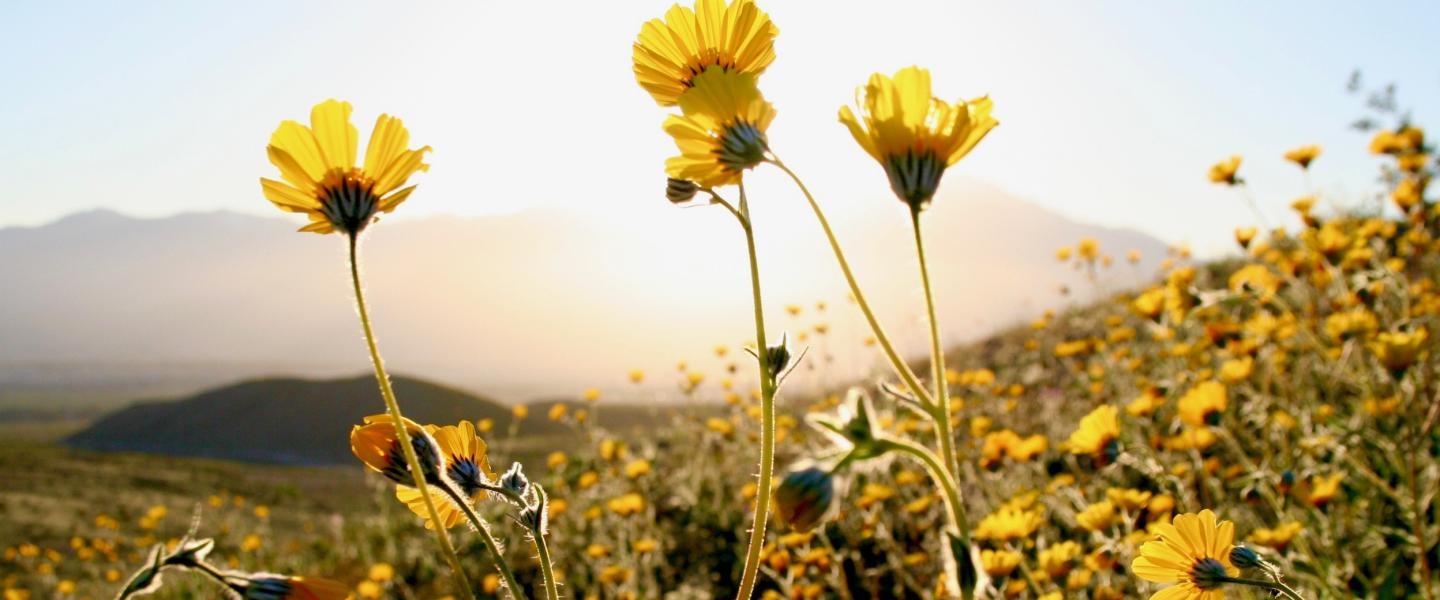 Tử vi ngày 2212022 Tuổi Tý sự nghiệp hanh thông tuổi Thìn túi tiền vững chãi