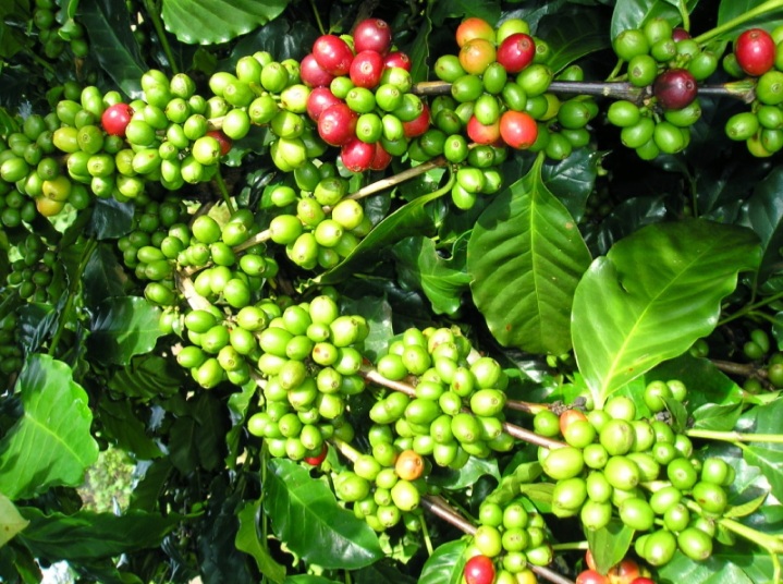 Giá cà phê hôm nay 211 Cà phê arabica bất ngờ lao dốc