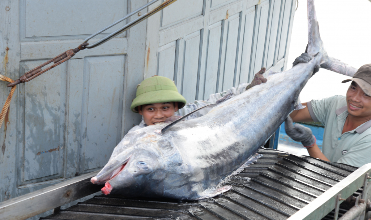 Mỹ là thị trường nhập khẩu cá ngừ lớn thứ hai của Việt Nam