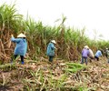 Phát triển ngành mía đường cần ứng dụng công nghệ số để minh bạch thông tin 