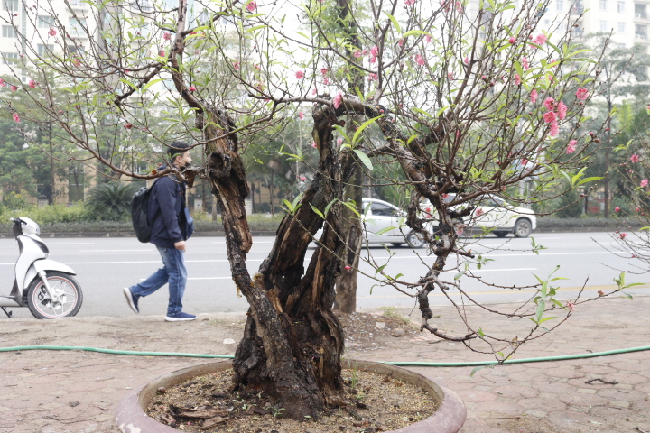 Đào cổ thụ gần trăm triệu xuống phố đón Tết