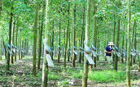 Cao su Đồng Phú (DPR) lợi nhuận quý 4 tăng đột biến lên 310 tỷ đồng