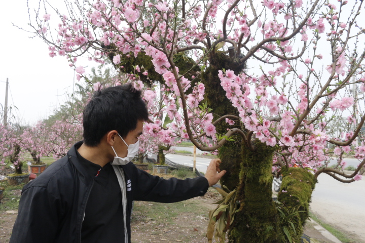Đào Sơn La “khủng” bám đầy rêu, dán mã QR có giá thuê 10 triệucây