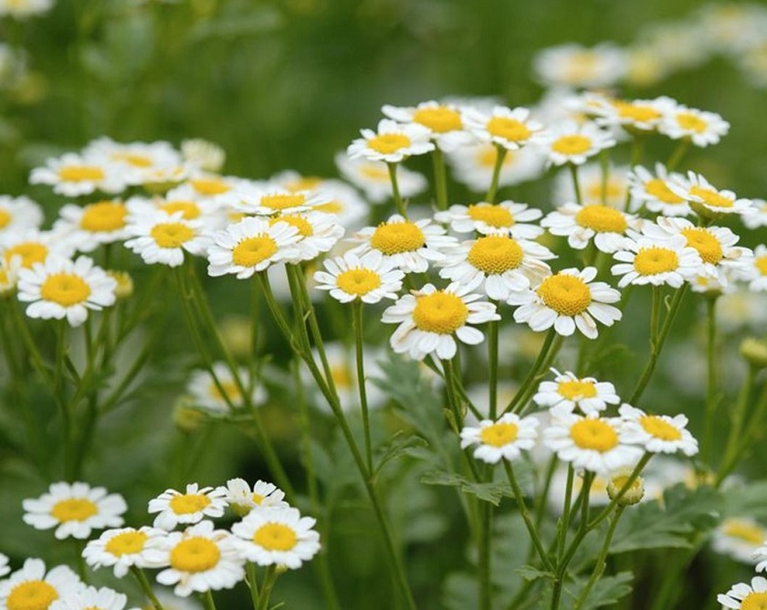 Tử vi 12 cung hoàng đạo ngày 2712022 Song Ngư chi tiêu quá mức Kim Ngưu lạc quan