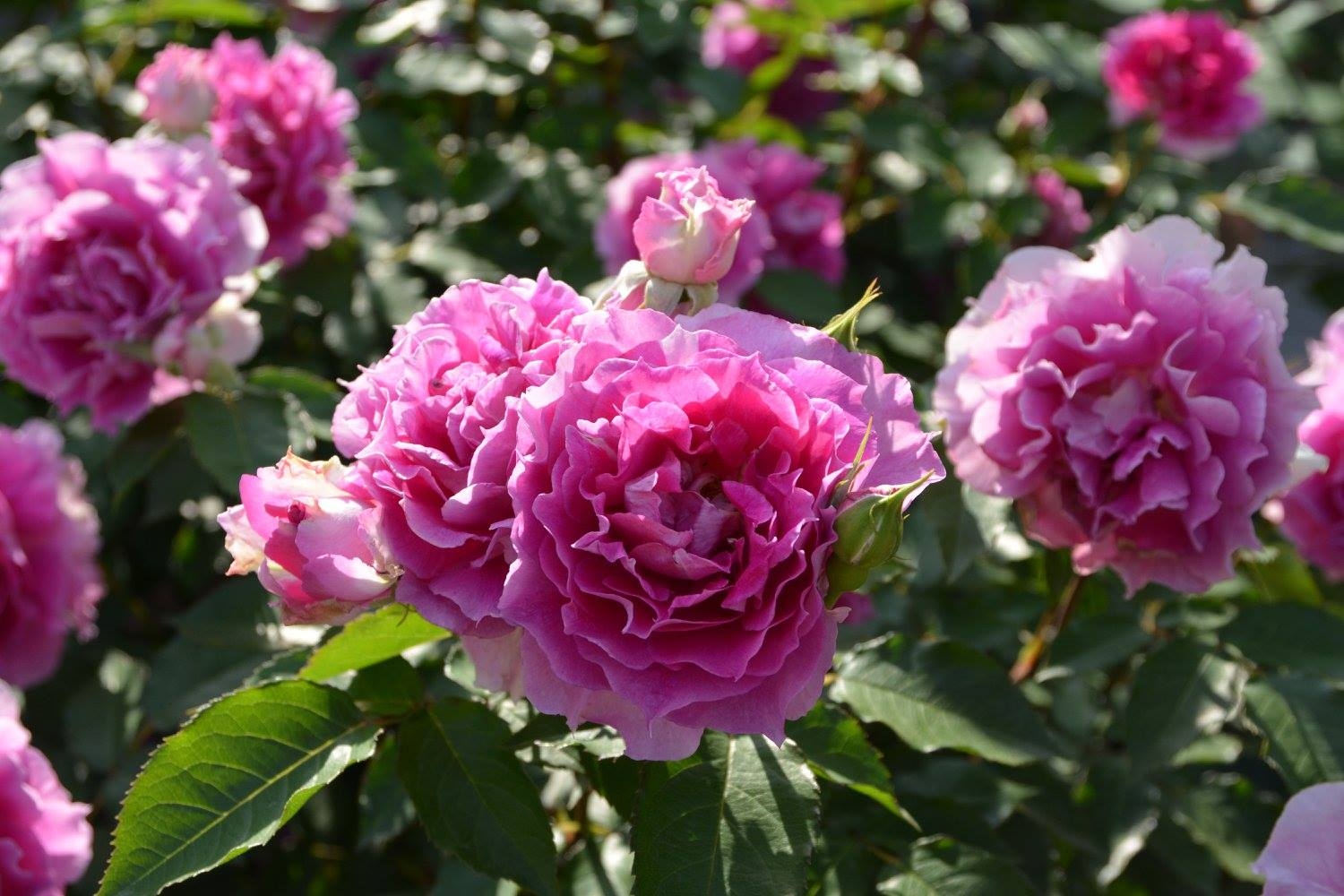 Tử vi 12 cung hoàng đạo ngày 3012022 Thiên Bình mất kiểm soát chi tiêu Sư Tử tâm trạng thất thường