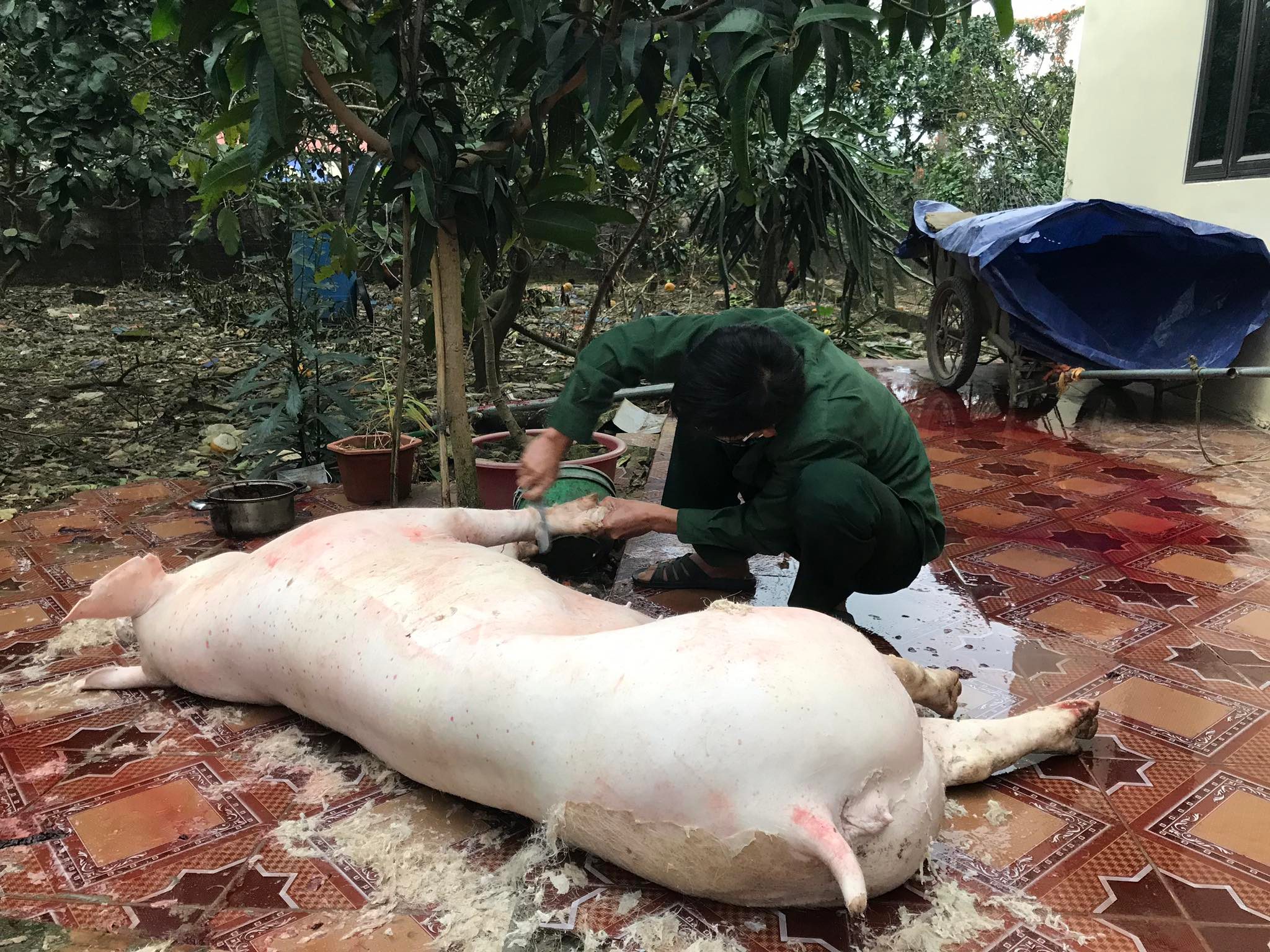 Đụng lợn ăn Tết Một nét văn hoá hoá xưa