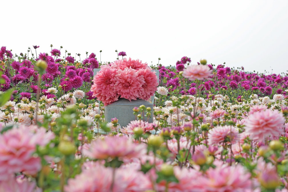 Tử vi ngày 422022 Tuổi Dậu tình duyên vượng sắc tuổi Dần dễ tự dối mình