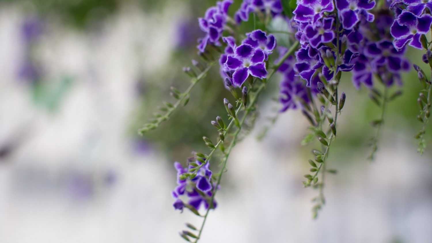 Tử vi 12 cung hoàng đạo tuần từ 72 - 132 Sư Tử tài lộc khả quan Nhân Mã khó giữ bình tĩnh