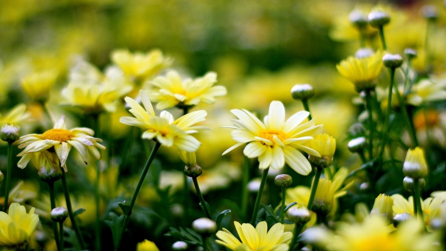 Tử vi 12 cung hoàng đạo ngày 722022 Song Ngư cẩn thận mất tiền Cự Giải tham vọng