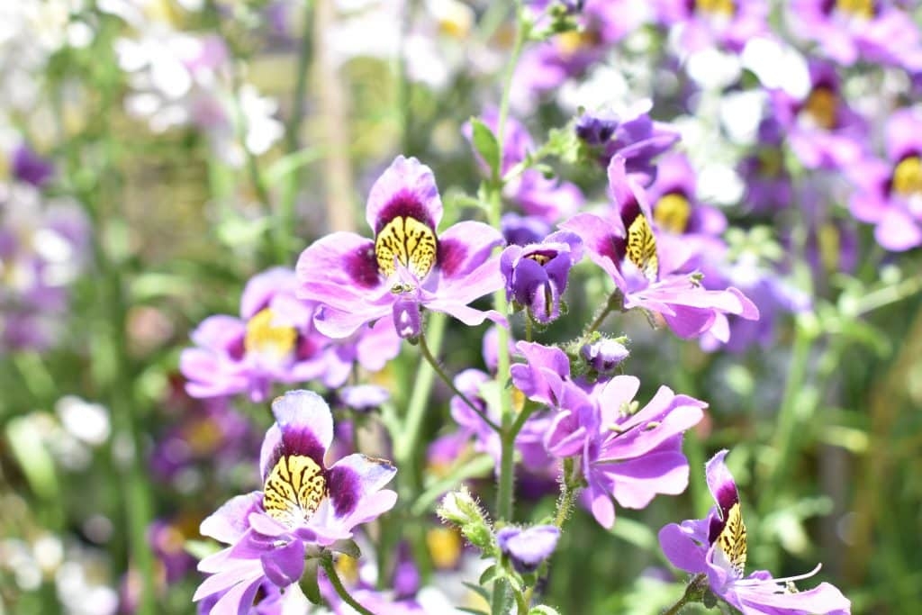 Tử vi tuần mới 72 - 132 Tuổi Dậu thăng hoa tình cảm tuổi Mùi cải thiện tài chính