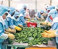 Dự án Eco Fair hỗ trợ đào tạo miễn phí cho 1.000 doanh nghiệp chế biến nông sản Việt Nam