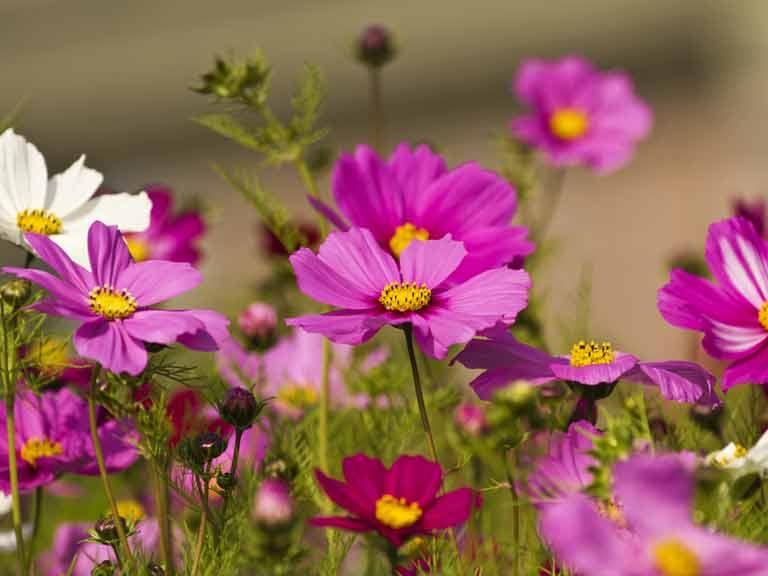 Tử vi 12 cung hoàng đạo ngày 1322022 Song Ngư hào phóng Nhân Mã bảo thủ