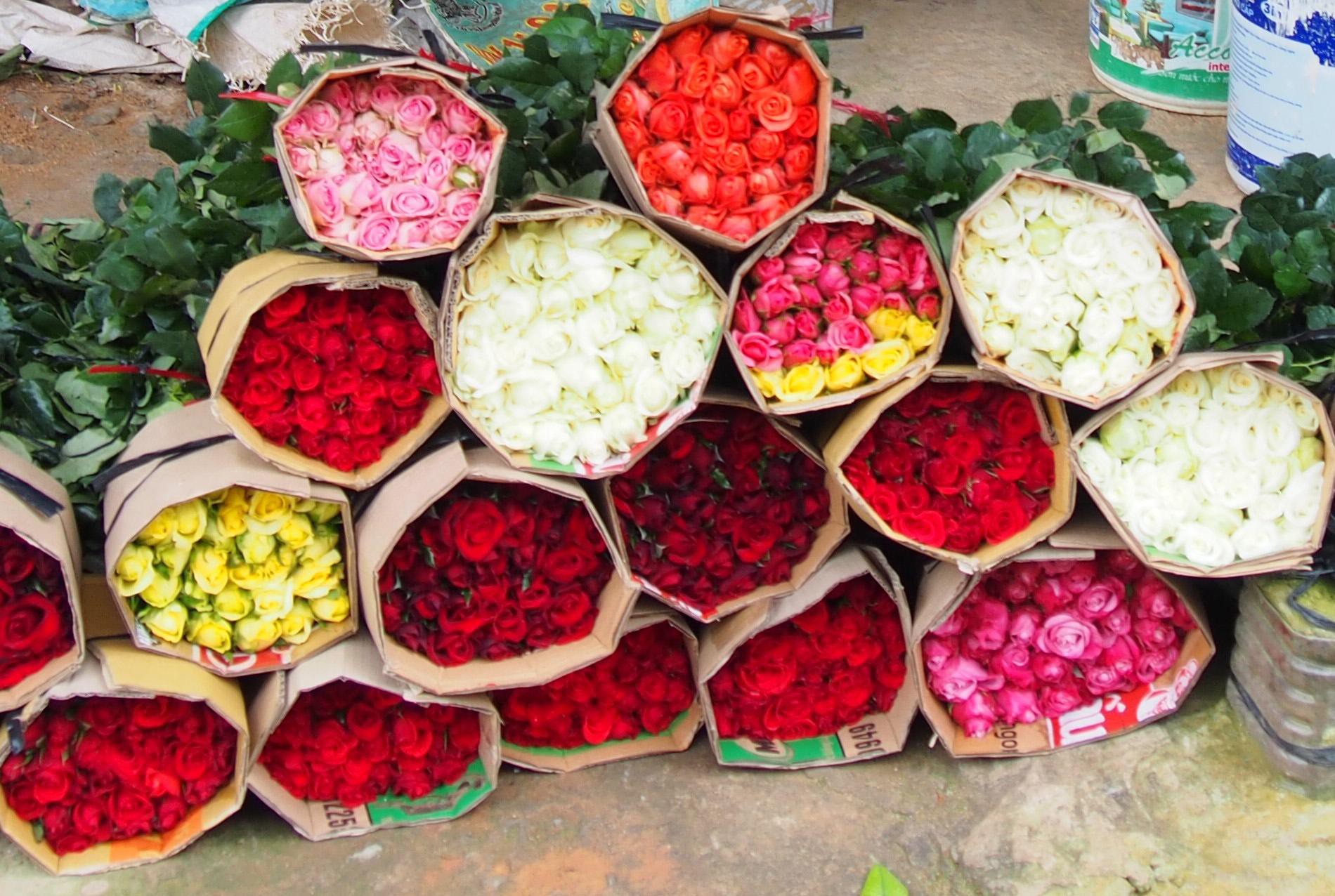 Giá hoa hồng Đà Lạt tăng gấp 2-3 lần những ngày cận Valentine