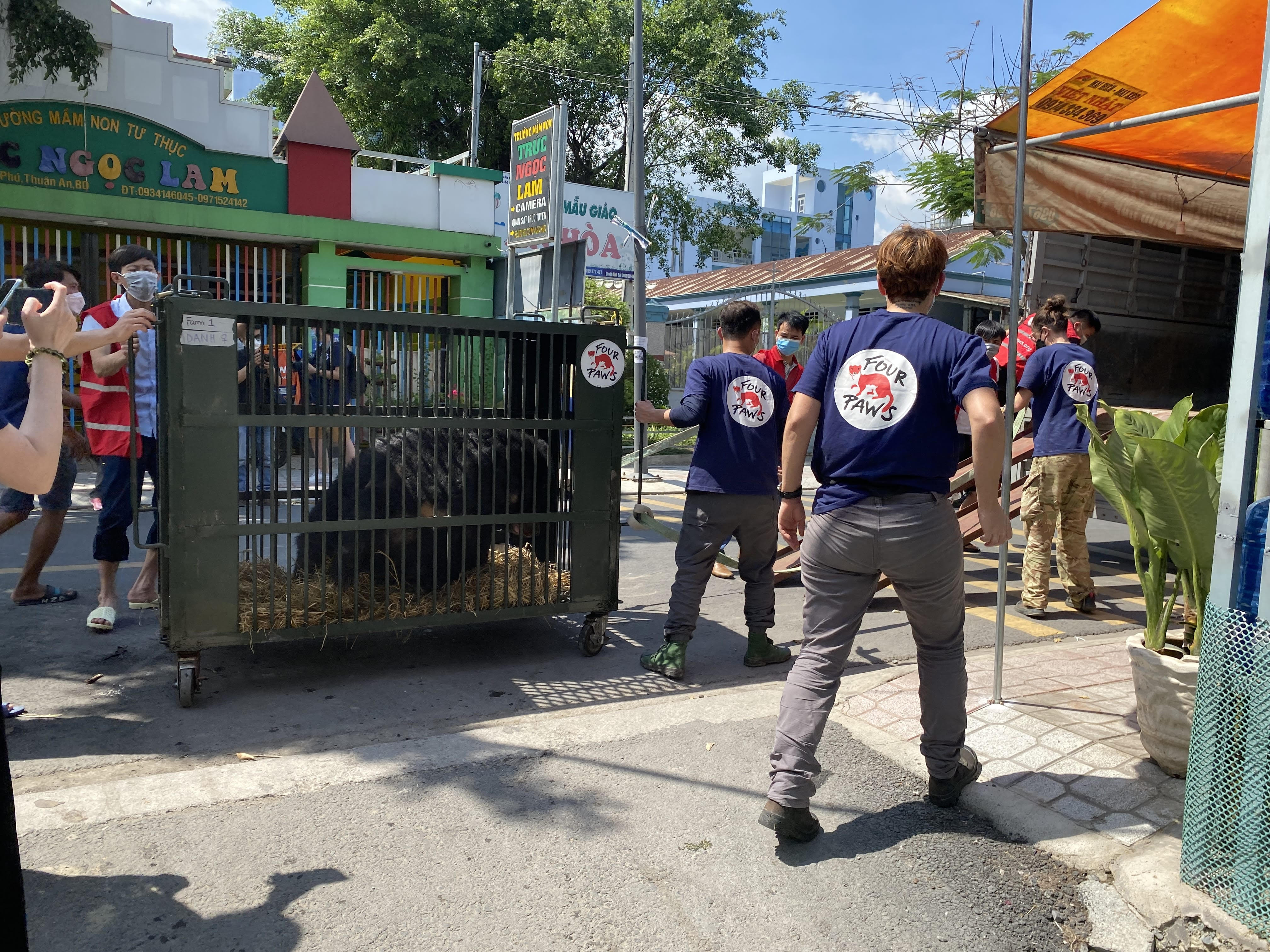 Bình Dương Giải cứu 9 cá thể gấu ngựa nuôi nhốt hơn 17 năm