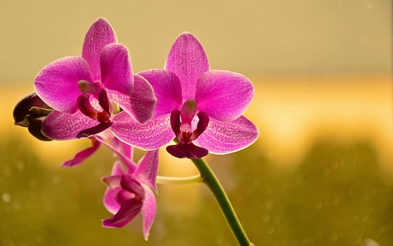 Tử vi ngày 1522022 Tuổi Tý thu nhập vững vàng tuổi Tỵ điềm báo tranh chấp