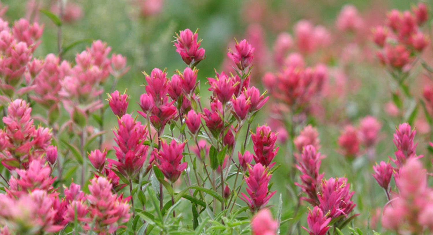 Tử vi ngày 1622022 Tuổi Dần cải thiện tài chính tuổi Thìn tiêu hao tiền của