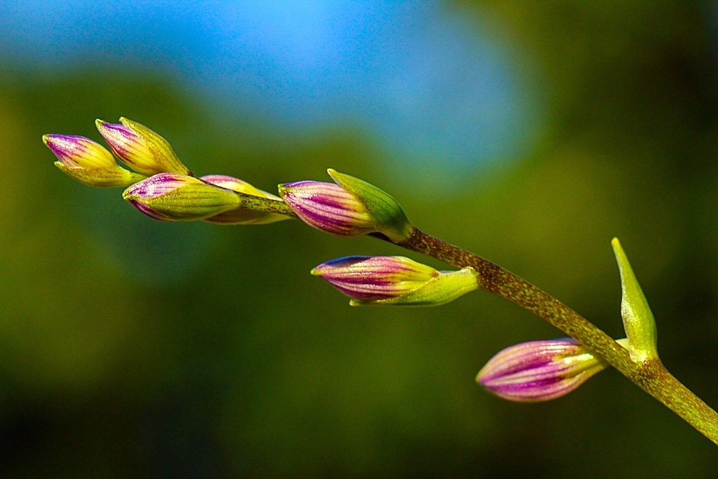 Tử vi ngày 1722022 Tuổi Thân vượng vận đào hoa tuổi Tỵ thành tích đáng nể