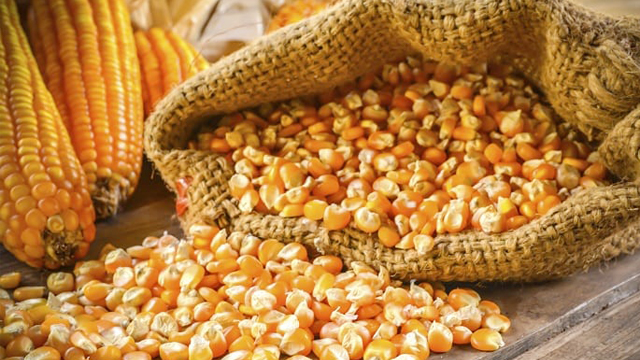 Ngô nhập khẩu tăng mạnh cả về lượng và giá trong tháng 12022