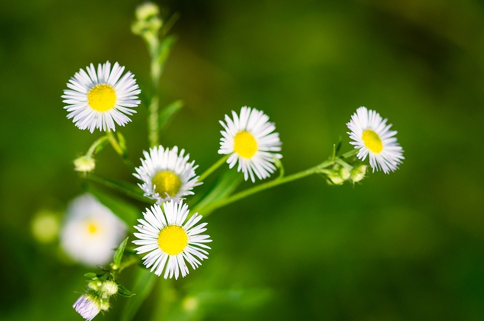 Tử vi 12 cung hoàng đạo ngày 1822022 Song Tử công việc dồn dập Sư Tử hòa đồng