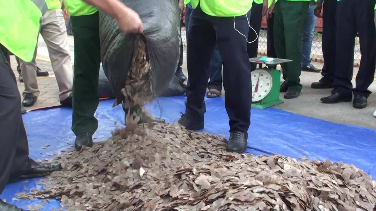 Hà Nội Truy tố nhóm đối tượng buôn bán vảy tê tê ra nước ngoài