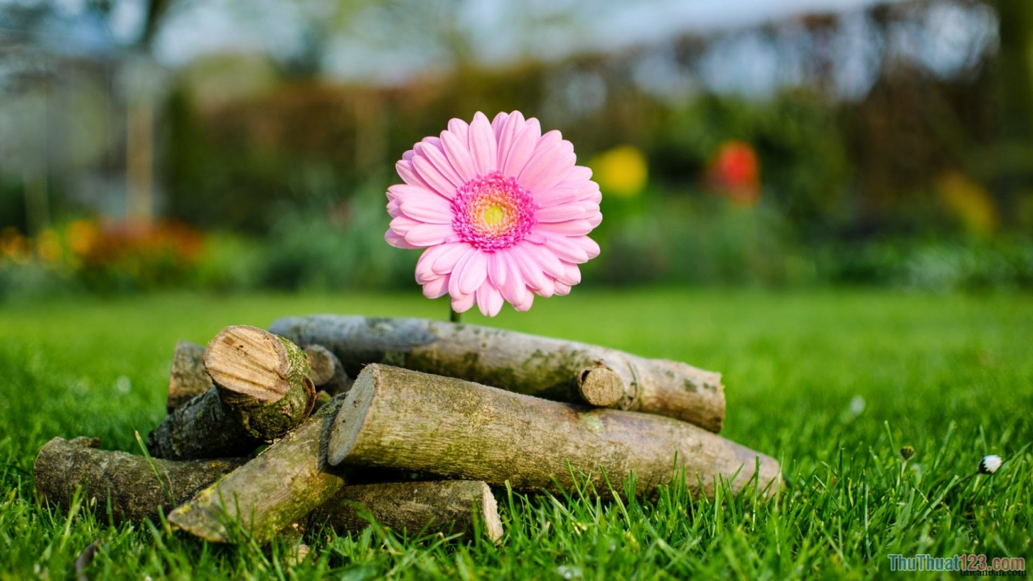 Tử vi ngày 1922022 Tuổi Thìn đường tiến rộng mở tuổi Sửu đối mặt hung hiểm