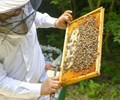 Áp thuế chống bán phá giá mật ong Việt Nam Sẽ tác động hết sức tiêu cực đối với ngành nuôi ong 
