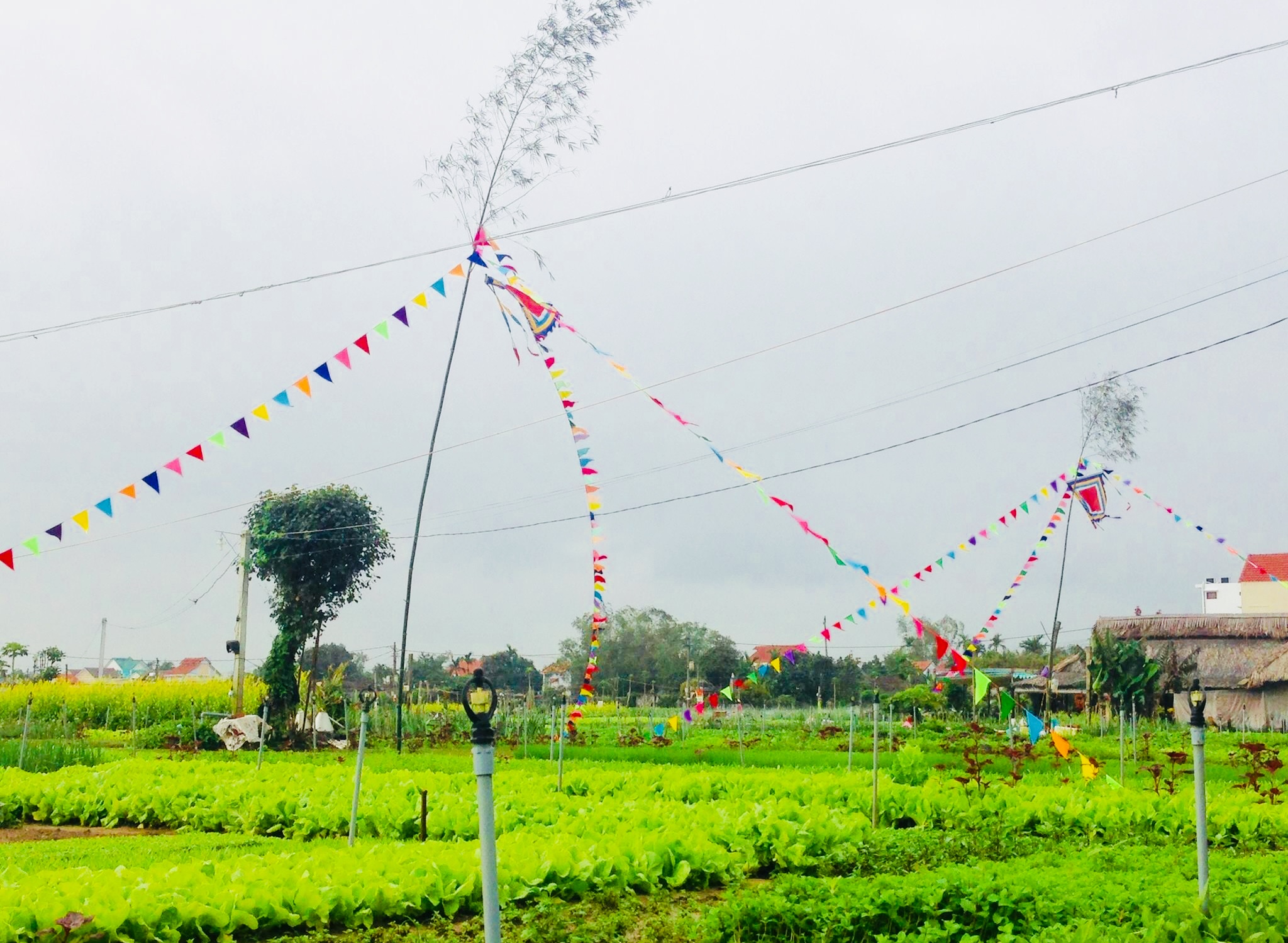 Ý tưởng phát triển du lịch sinh thái gắn liền với ruộng lúa