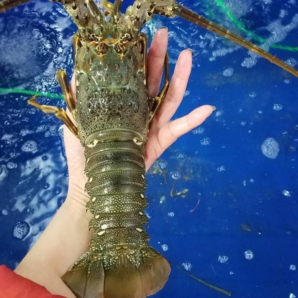 Kẹt tại cửa khẩu, giá tôm hùm giảm mạnh