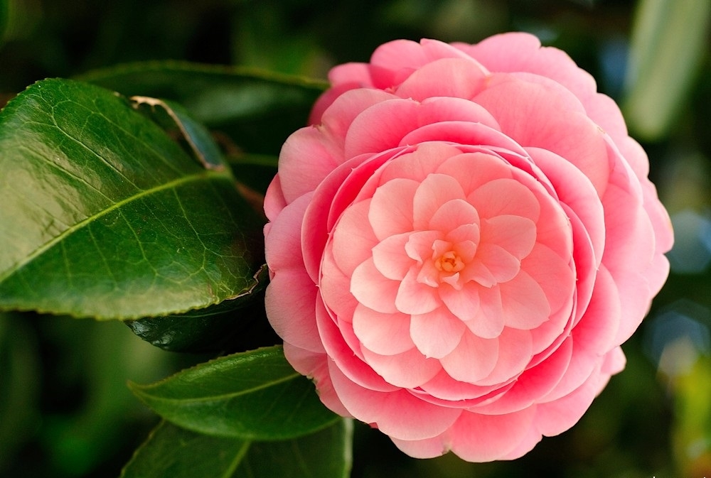 Tử vi tuần mới 212 - 272 Tuổi Tuất tài lộc khởi sắc tuổi Dậu điềm báo hao tài