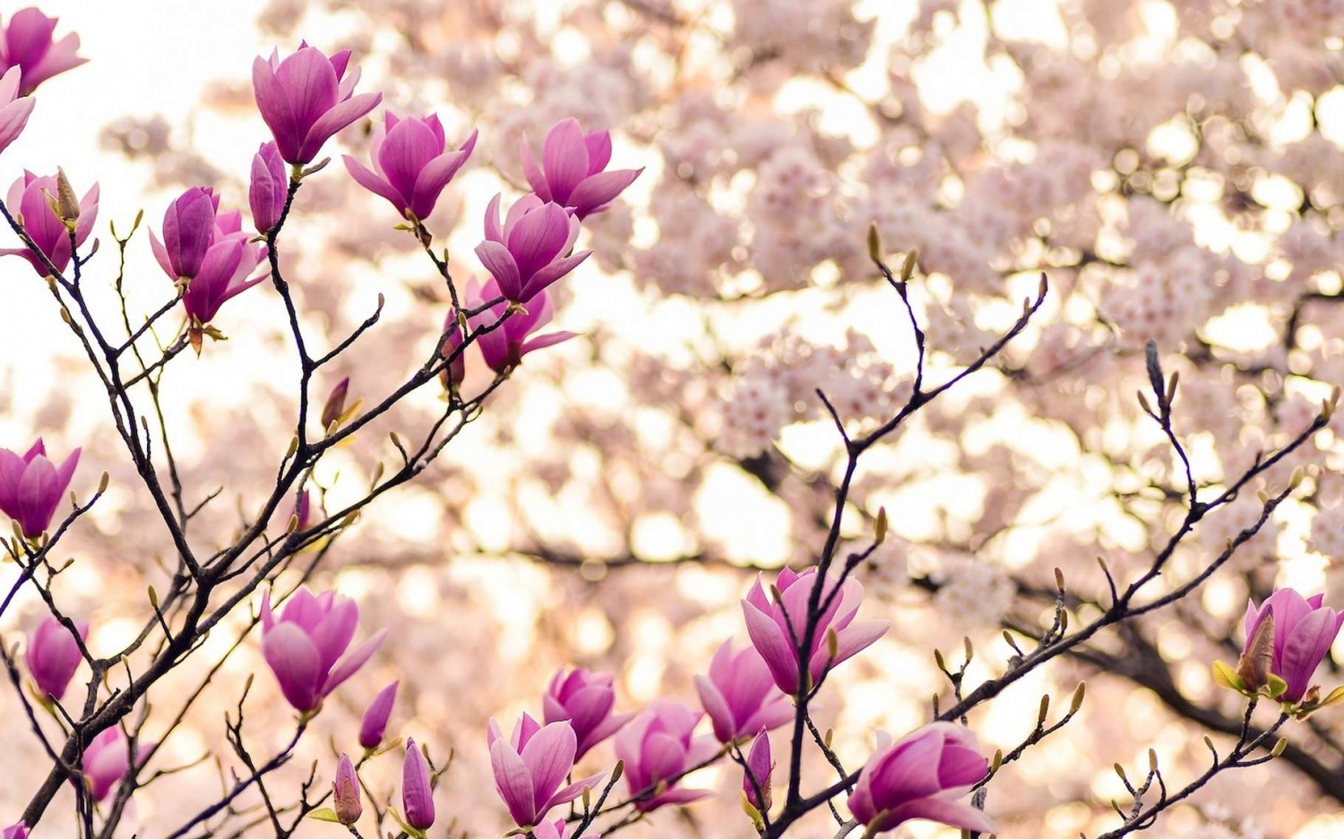 Tử vi ngày 2222022 Tuổi Mùi cơ may thăng tiến tuổi Tý tâm trạng bất ổn