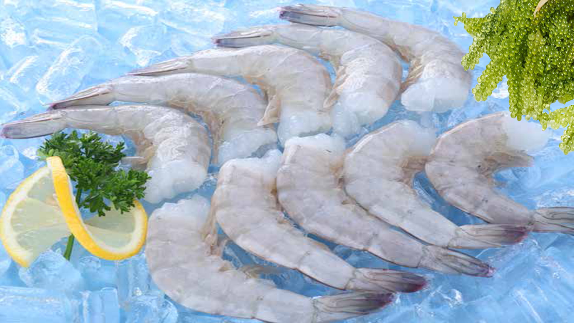 Việt Nam nằm trong top 4 nước xuất khẩu nhiều tôm sang Mỹ