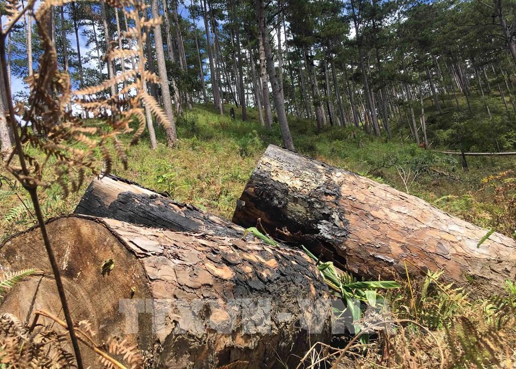 Lâm Đồng Làm mất đất rừng, nhiều chủ tịch xã tại huyện Lạc Dương bị đề nghị xử lý trách nhiệm