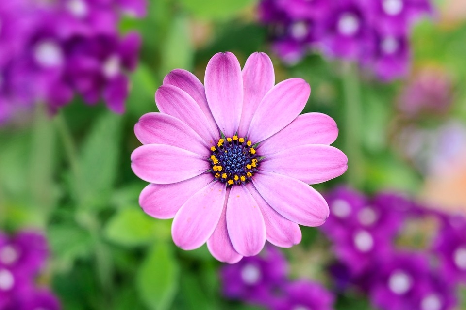 Tử vi ngày 2522022 Tuổi Sửu thành quả khả quan tuổi Thân thoát khỏi rắc rối