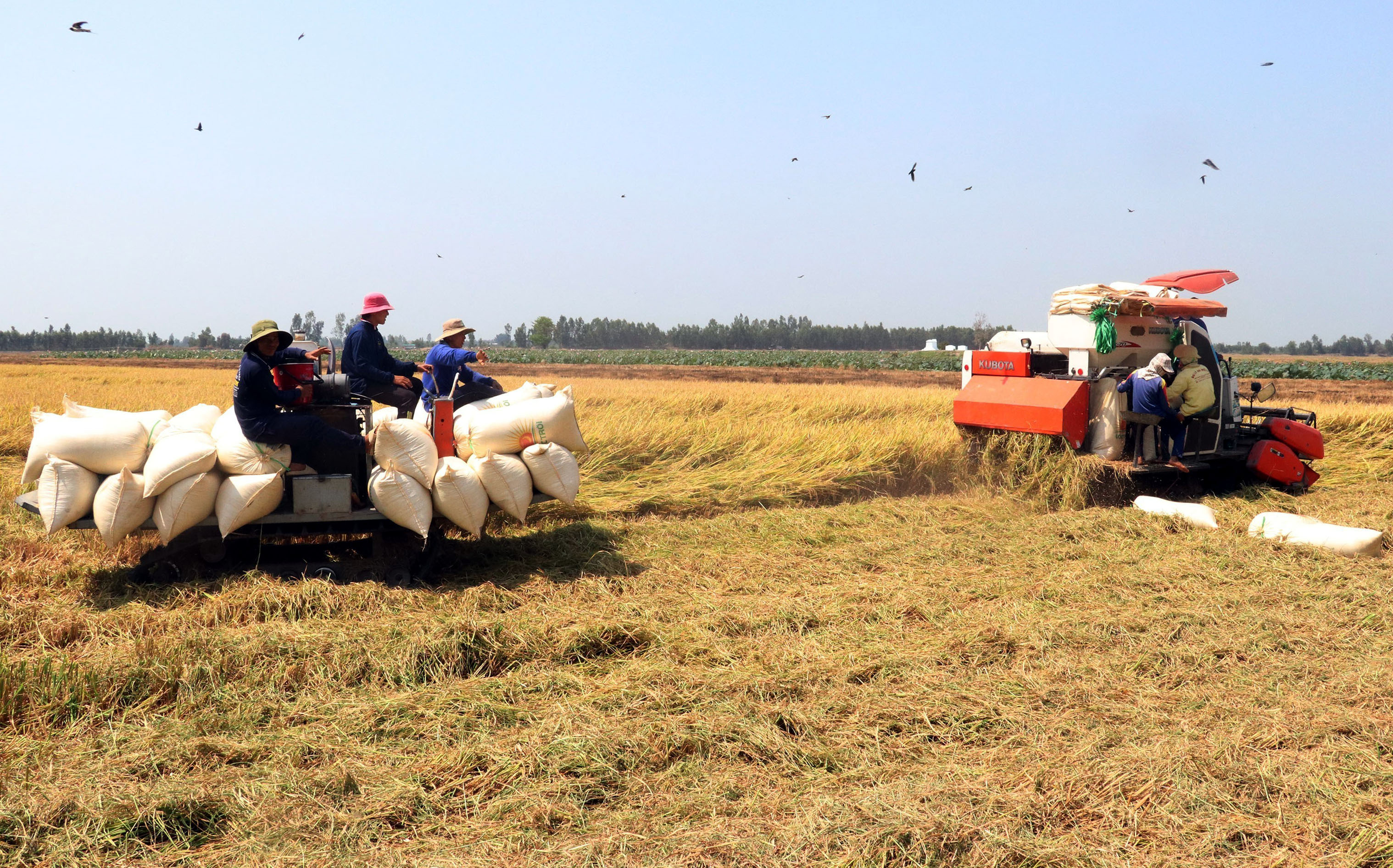 Hơn 55.000 tấn gạo Việt Nam hưởng thuế 5% khi xuất khẩu sang Hàn Quốc