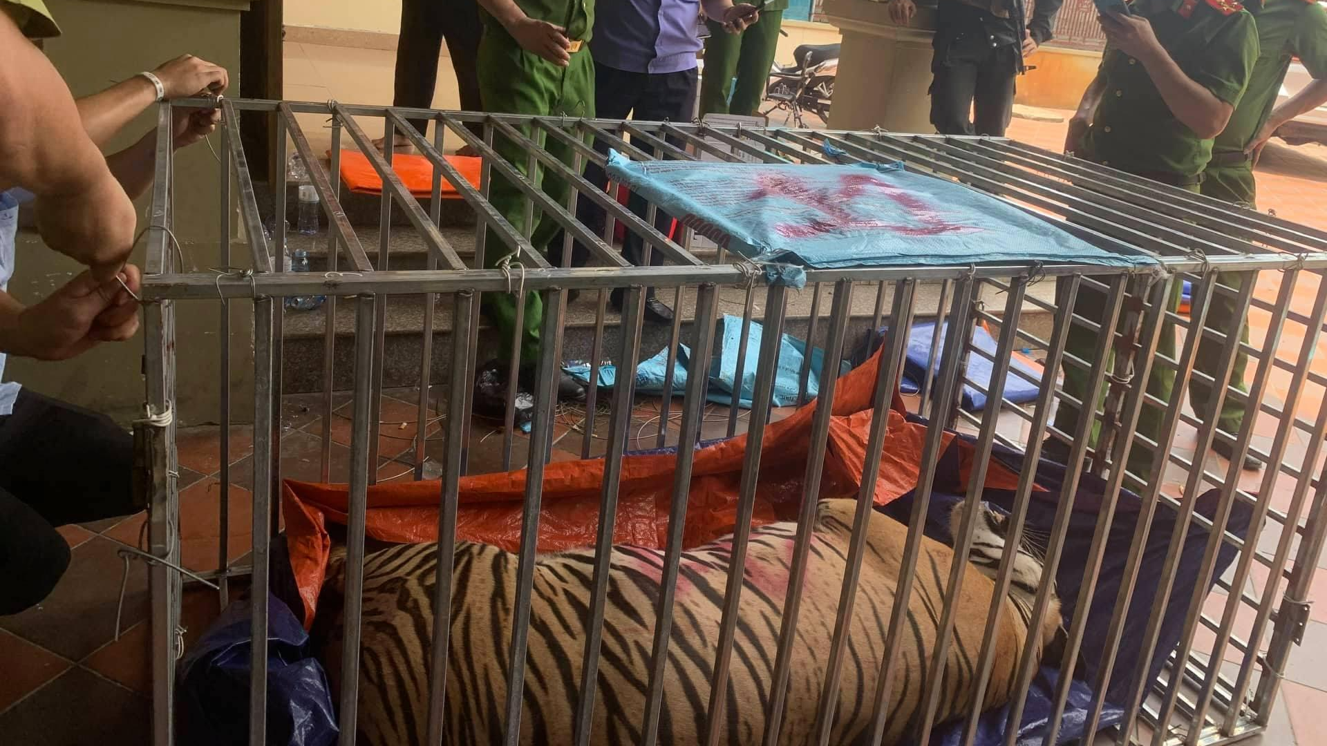 Một công ty tại Hà Nội nhận nuôi 9 con hổ còn sống ở Nghệ An