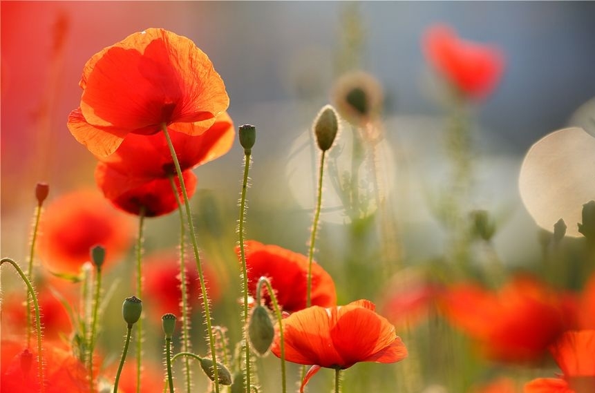 Tử vi ngày 232022 Tuổi Hợi tin vui tình cảm tuổi Sửu thoát khỏi khó khăn