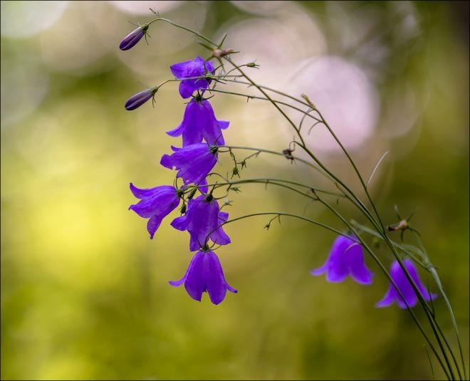 Tử vi ngày 332022 Tuổi Tỵ tiến triển tình cảm tuổi Mão dễ vướng tranh chấp