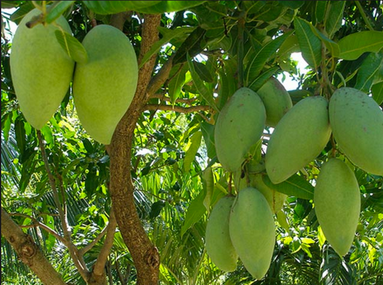 Giá xoài tại ĐBSCL đang ở mức thấp, bán cho thương lái chỉ 5.000-6.000 đồngkg