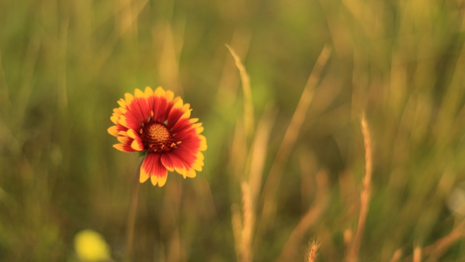 Tử vi 12 cung hoàng đạo ngày 432022 Cự Giải cần lên kế hoạch rõ ràng cho những dự định