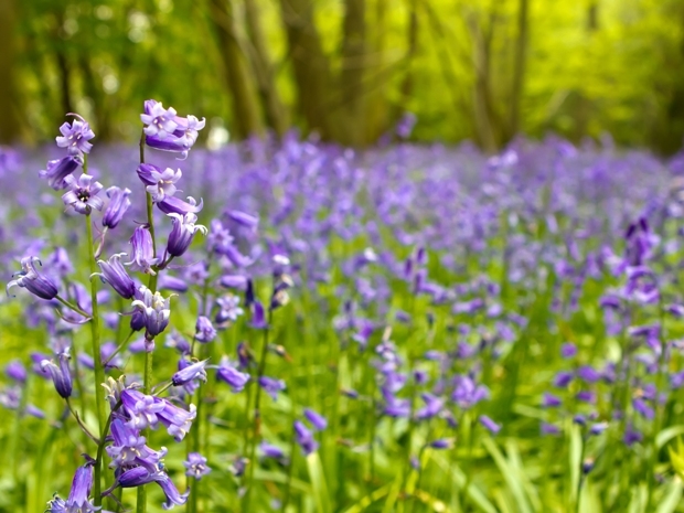 Tử vi ngày 632022 Tuổi Mùi tình duyên khoe sắc tuổi Thìn thêm phần quyết đoán