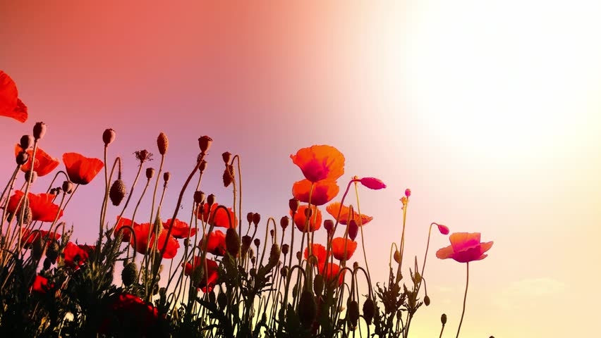 Tử vi ngày 732022 Tuổi Ngọ cơ hội đầu tư tuổi Sửu khúc mắc công việc