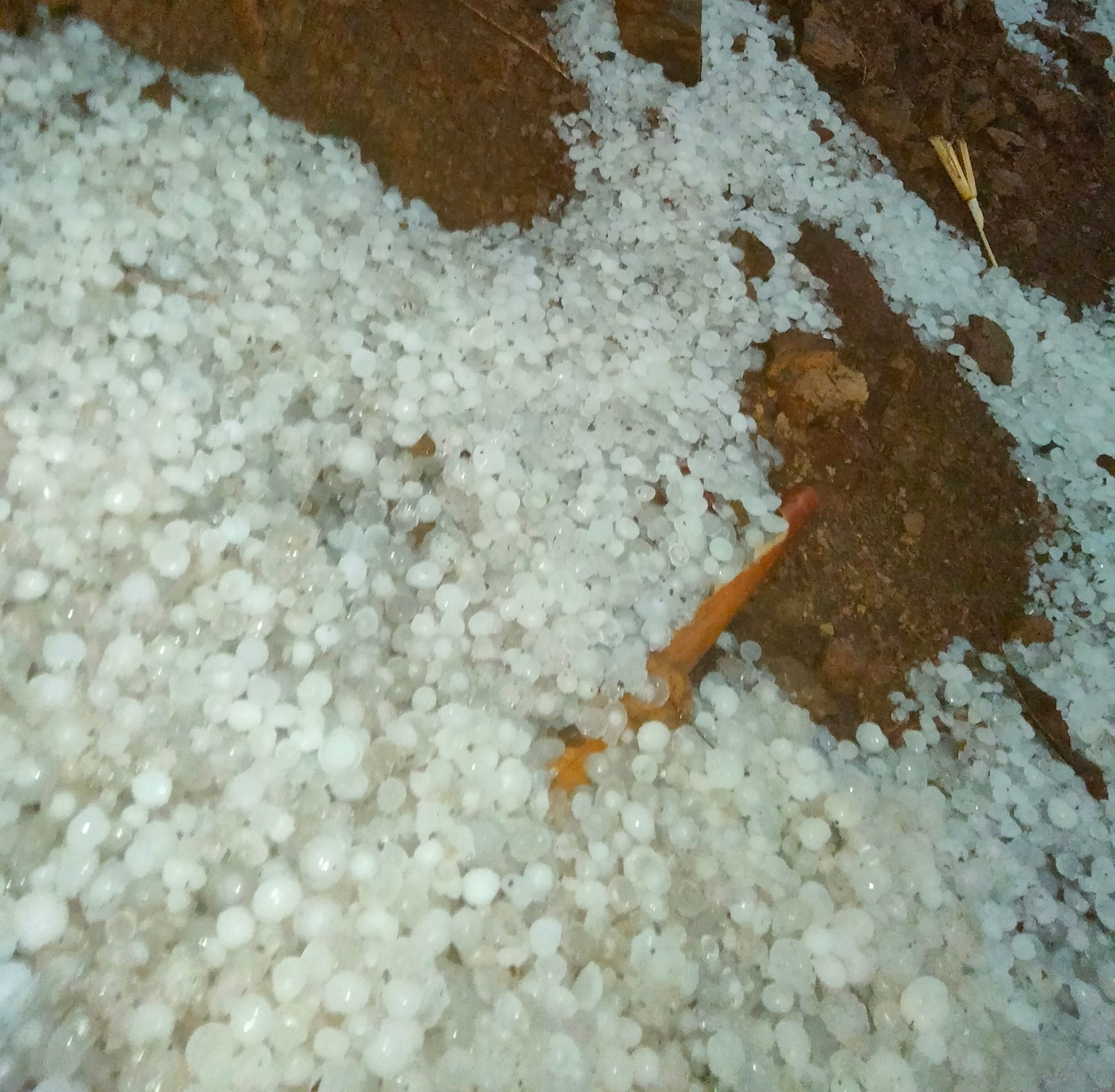 Sơn La Mưa đá to bằng nắm tay khiến nhiều hoa màu, nhà cửa bị hư hỏng