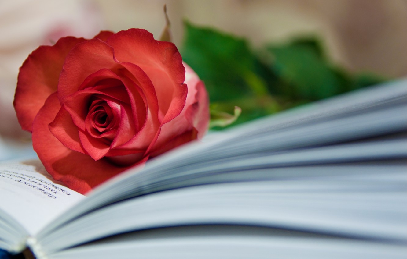 Tử vi ngày 932022 Tuổi Thìn công việc hanh thông tuổi Mão rủng rỉnh túi tiền