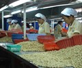Vụ 100 container điều xuất sang Italia có dấu hiện lừa đảo Vinacas đính chính thông tin